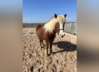 Icelandic Horse, Mare, 10 years, 14 hh, Sorrel