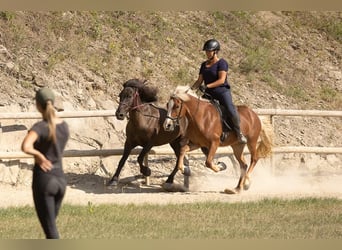 Icelandic Horse, Mare, 10 years, 14 hh, Sorrel