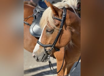 Icelandic Horse, Mare, 10 years, 14 hh, Sorrel