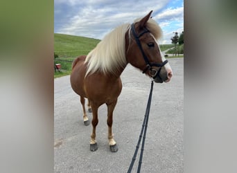 Icelandic Horse, Mare, 10 years, 14 hh, Sorrel