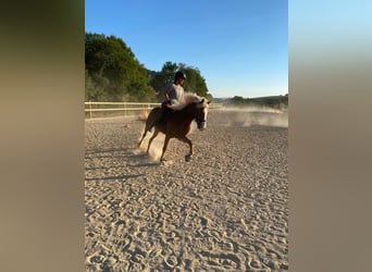 Icelandic Horse, Mare, 10 years, 14 hh, Sorrel