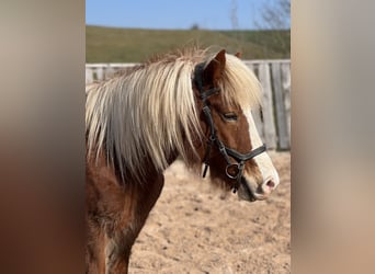 Icelandic Horse, Mare, 10 years, 14 hh, Sorrel