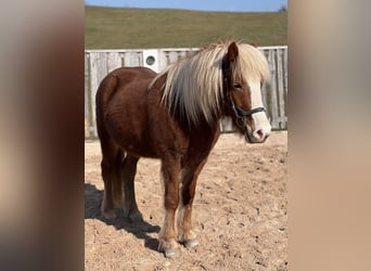 Icelandic Horse, Mare, 10 years, 14 hh, Sorrel