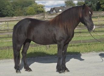 Icelandic Horse, Mare, 10 years, Black