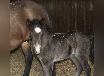 Icelandic Horse, Mare, 10 years, Black