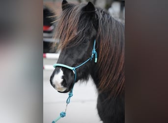 Icelandic Horse, Mare, 10 years, Black