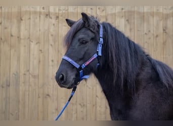 Icelandic Horse, Mare, 10 years, Black