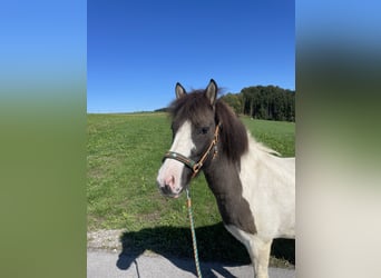 Icelandic Horse, Mare, 10 years, Dun
