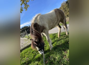 Icelandic Horse, Mare, 10 years, Dun