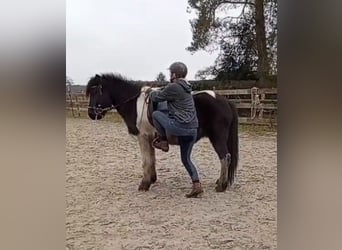 Icelandic Horse, Mare, 10 years, Pinto