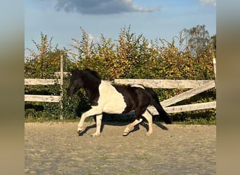 Icelandic Horse, Mare, 10 years, Pinto