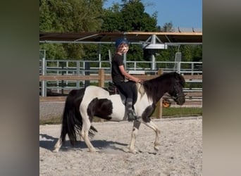 Icelandic Horse, Mare, 10 years, Pinto