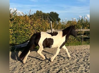 Icelandic Horse, Mare, 10 years, Pinto