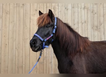 Icelandic Horse, Mare, 10 years, Smoky-Black