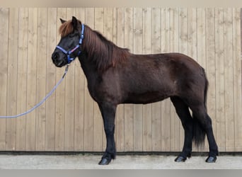 Icelandic Horse, Mare, 10 years, Smoky-Black