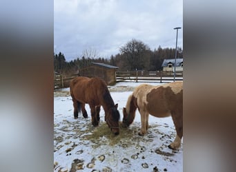 Icelandic Horse Mix, Mare, 11 years, 11,3 hh, Pinto