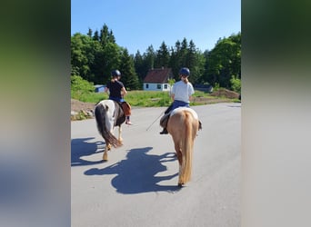 Icelandic Horse Mix, Mare, 11 years, 11,3 hh, Pinto