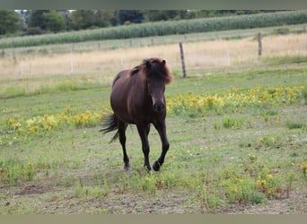 Icelandic Horse, Mare, 11 years, 13.1 hh, Black