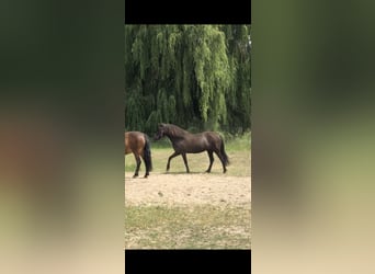Icelandic Horse, Mare, 11 years, 13.1 hh, Black