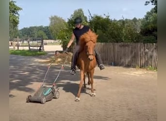 Icelandic Horse, Mare, 11 years, 13,1 hh, Chestnut-Red