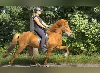 Icelandic Horse, Mare, 11 years, 13,1 hh, Chestnut-Red