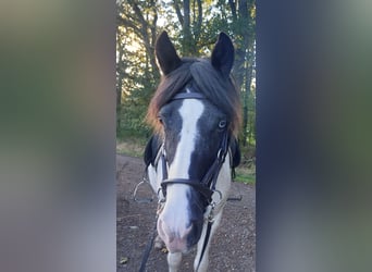 Islandpferd, Stute, 11 Jahre, 13,1 hh, Schecke