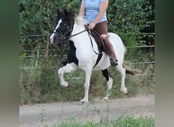 Islandpferd, Stute, 11 Jahre, 13,1 hh, Schecke