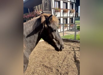 Icelandic Horse, Mare, 11 years, 13.2 hh, Bay-Dark