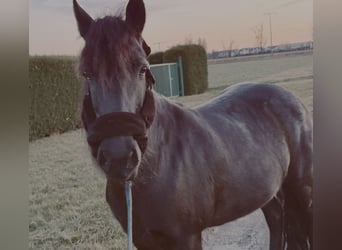 Icelandic Horse, Mare, 11 years, 13.2 hh, Black