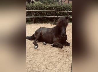 Icelandic Horse, Mare, 11 years, 13,2 hh, Black