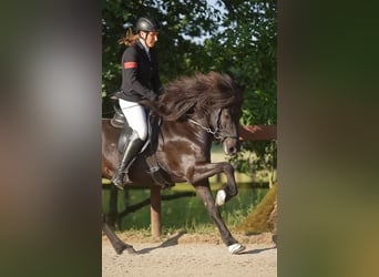 Icelandic Horse, Mare, 11 years, 13,2 hh, Black