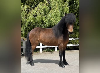 Icelandic Horse, Mare, 11 years, 13.2 hh, Brown