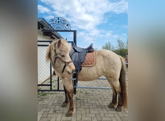 Icelandic Horse, Mare, 11 years, 13.2 hh, Buckskin