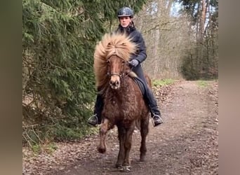 Icelandic Horse, Mare, 11 years, 13.2 hh, Chestnut-Red