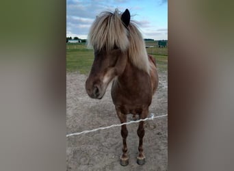 Icelandic Horse, Mare, 11 years, 13.2 hh, Grullo