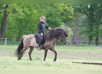 Icelandic Horse Mix, Mare, 11 years, 13.2 hh, Grullo