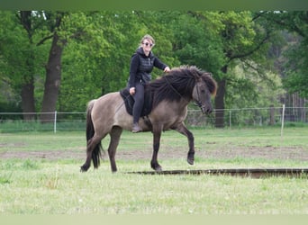 Icelandic Horse Mix, Mare, 11 years, 13.2 hh, Grullo