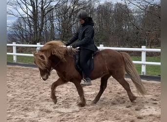 Icelandic Horse, Mare, 11 years, 13.3 hh, Chestnut-Red