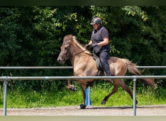 Icelandic Horse, Mare, 11 years, 13,3 hh, Dun