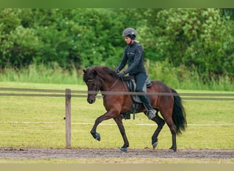 Icelandic Horse, Mare, 11 years, 13 hh, Black