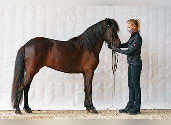 Icelandic Horse, Mare, 11 years, 13 hh, Black