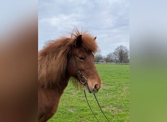 Icelandic Horse, Mare, 11 years, 13 hh, Chestnut-Red