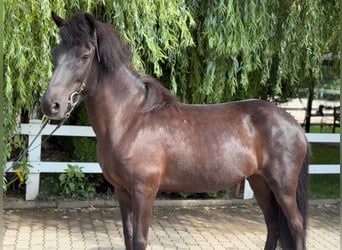 Icelandic Horse, Mare, 11 years, 13,1 hh, Black