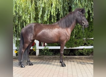 Icelandic Horse, Mare, 11 years, 13,1 hh, Black