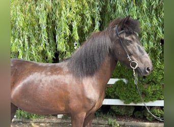 Icelandic Horse, Mare, 11 years, 13,1 hh, Black
