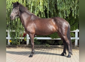 Icelandic Horse, Mare, 11 years, 13,1 hh, Black