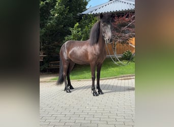 Icelandic Horse, Mare, 11 years, 13,1 hh, Black