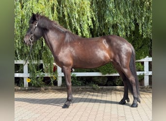 Icelandic Horse, Mare, 11 years, 13,1 hh, Black