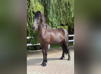 Icelandic Horse, Mare, 11 years, 13,1 hh, Black