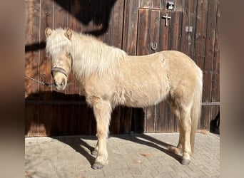 Icelandic Horse, Mare, 11 years, 13,1 hh, Palomino